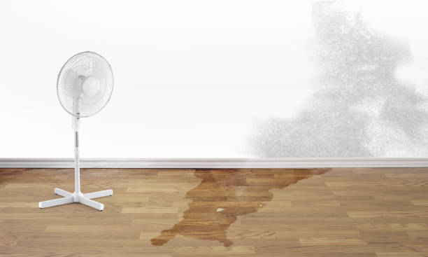 Best Mold removal after water damage  in Watertown, TN